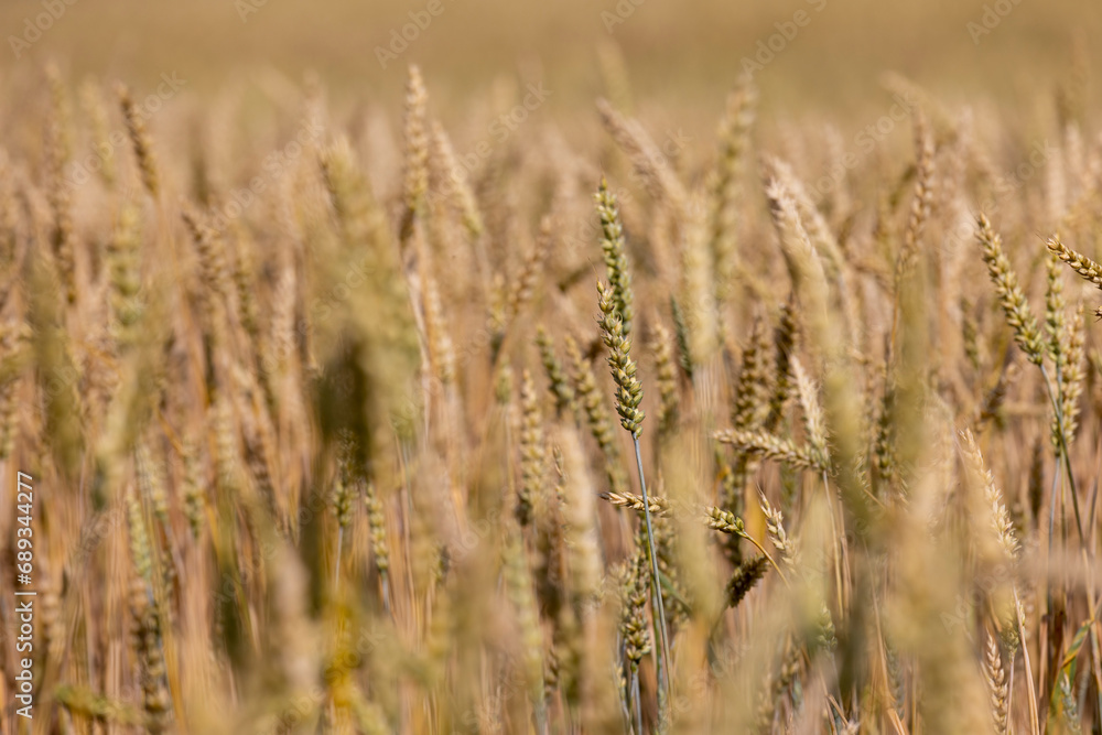 rye field with grain harvest on hot summer days rye field with grain harvest on hot summer days
