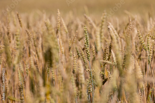 rye field with grain harvest on hot summer days