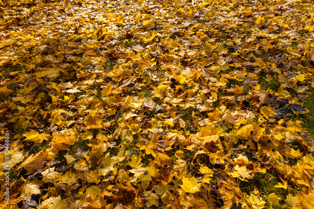 multicolored yellowing maple foliage during leaf fall multicolored yellowing maple foliage during leaf fall