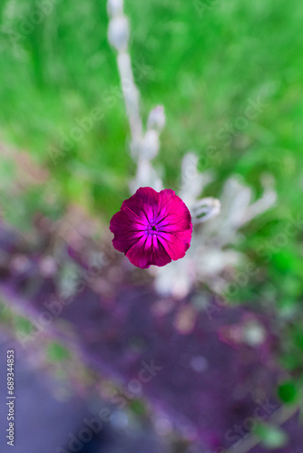 Beautiful Purple Lavender Flower photo