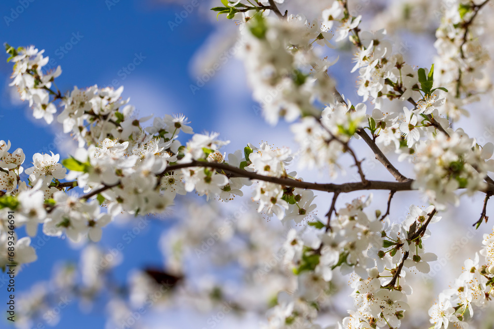 cherry in the orchard blooms with white flowers cherry in the orchard blooms with white flowers