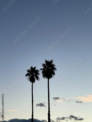 Palm Tree Silhouettes © iiamveronicaaa
