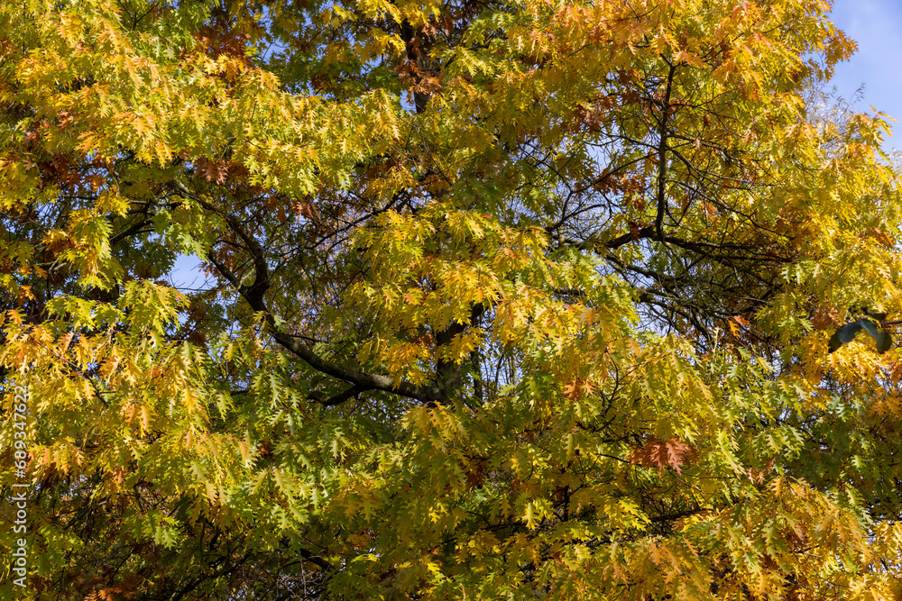colored oak tree foliage in the autumn season colored oak tree foliage in the autumn season