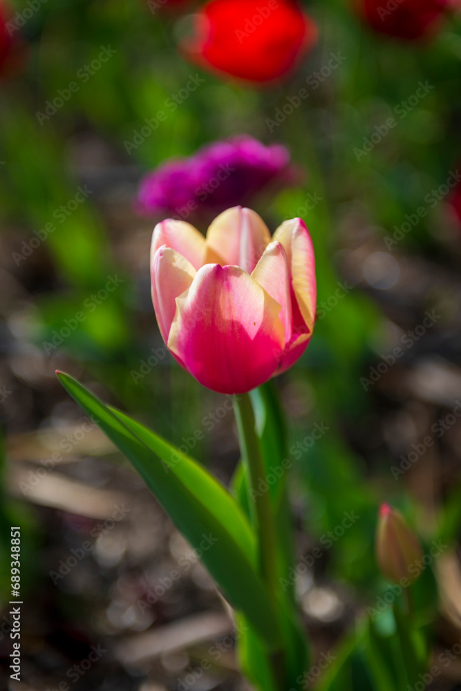 tulipanes en primavera rojos morados tulipanes en primavera rojos morados