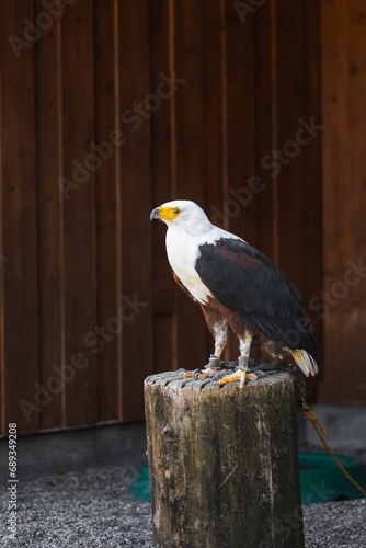 Majestic African Fish Eagle with White Head photo