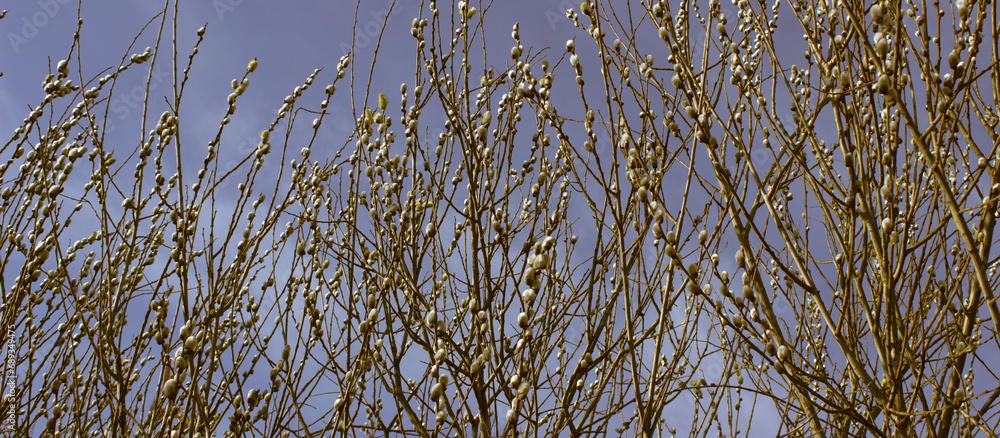 Obraz premium Willow branches with flowers against the blue sky. Conceptual image, panoramic
