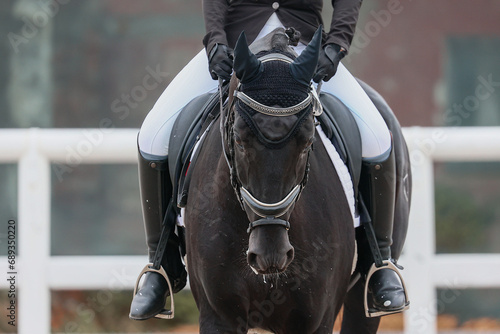 full-face portrait of a black horse during a performance at a dressage competition © Iuliia