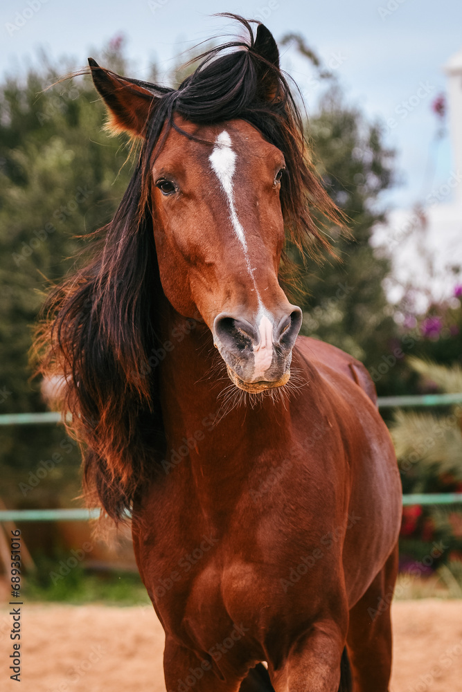 Obraz premium Bay Berber stallion showing his long manes by playful looking at photographer while cantering