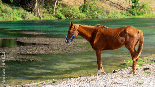 horse is next to a stream in Salalah  Oman.