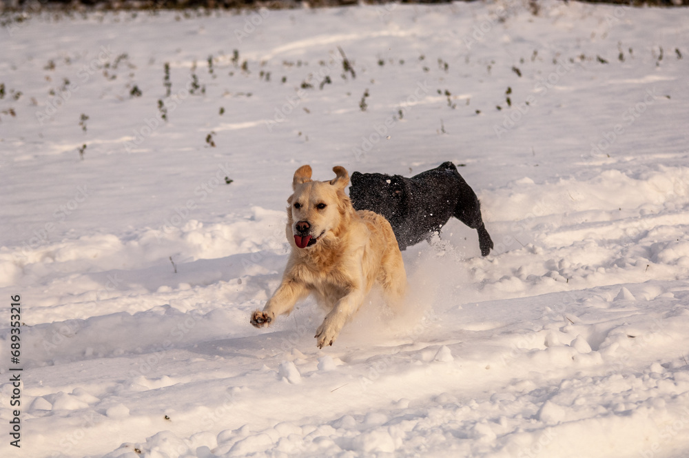 winter landscape and dog playing winter landscape and dog playing