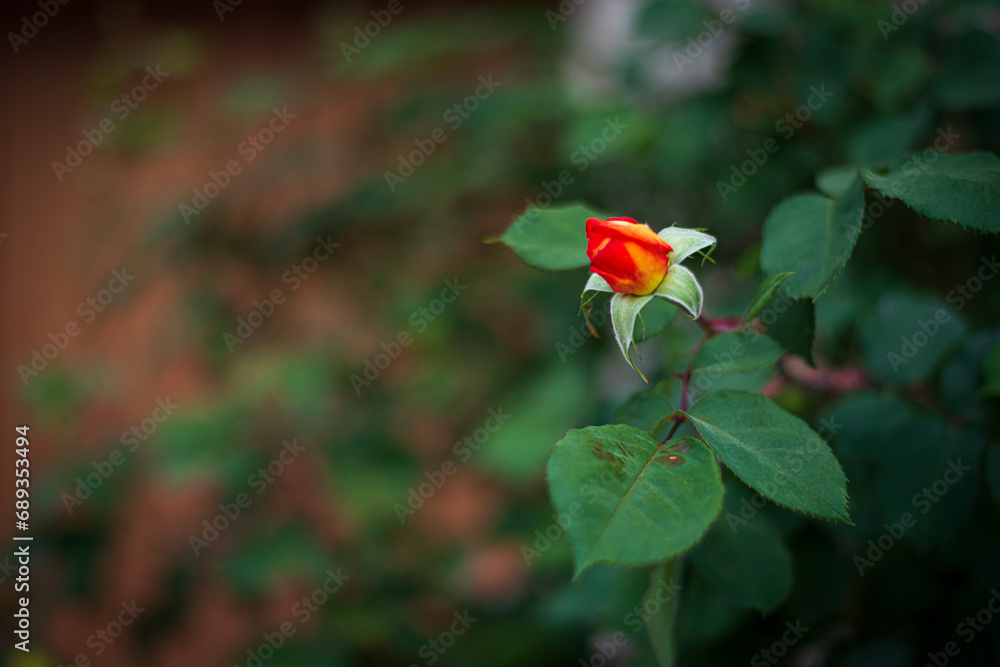 Fototapeta premium flores de primavera