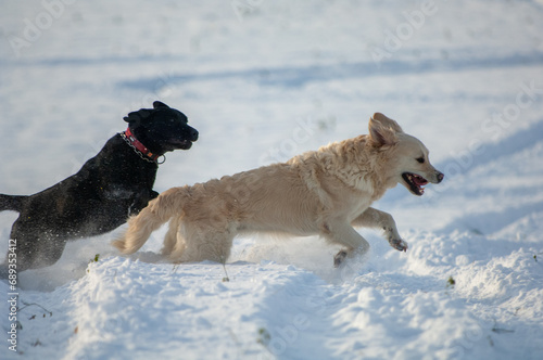 winter landscape and dog playing