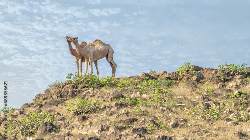 In Salalah, located in the enchanting Dhofar region of Oman, the presence of camels roaming freely contributes to the region's distinctive charm In Salalah, located in the enchanting Dhofar region of Oman, the presence of camels roaming freely contributes to the region's distinctive charm