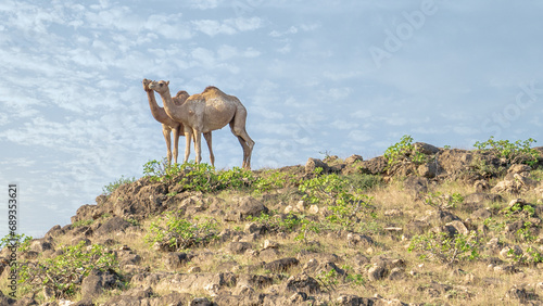 In Salalah, located in the enchanting Dhofar region of Oman, the presence of camels roaming freely contributes to the region's distinctive charm