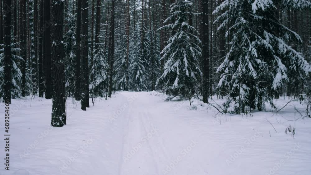 Slow motion background of fir forest in winter 4k slow motion Slow motion background of fir forest in winter 4k slow motion