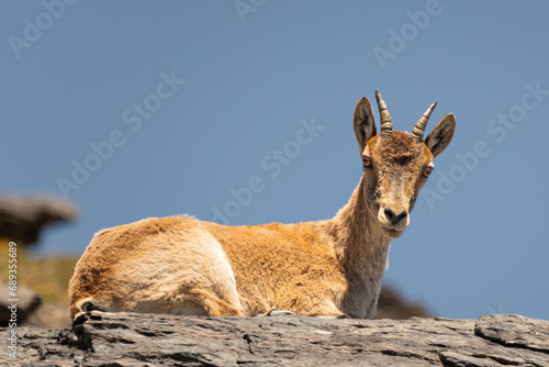 Cabra montesa sobre rocas en el Parque Nacional de Sierra Nevada photo