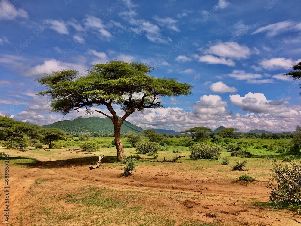 a large tree standing next to a dirt road in the middle of the field: Samburu Range a large tree standing next to a dirt road in the middle of the field: Samburu Range