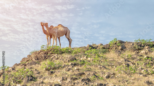 In Salalah, located in the enchanting Dhofar region of Oman, the presence of camels roaming freely contributes to the region's distinctive charm photo