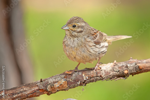 Cirl Bunting (Emberiza cirlus) on a branch. Blurred green background.