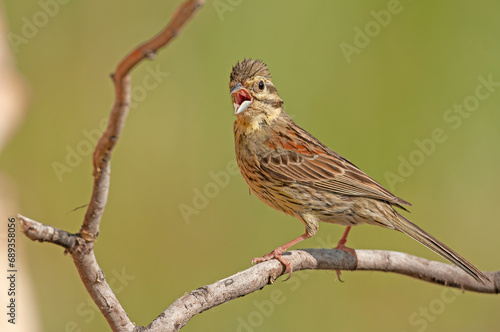Cirl Bunting (Emberiza cirlus) on a tree branch. Blurred background.