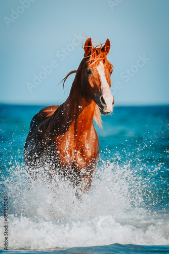 A chestnut Berber stallion jumping over waves in the sea of Djerba, Tunesia