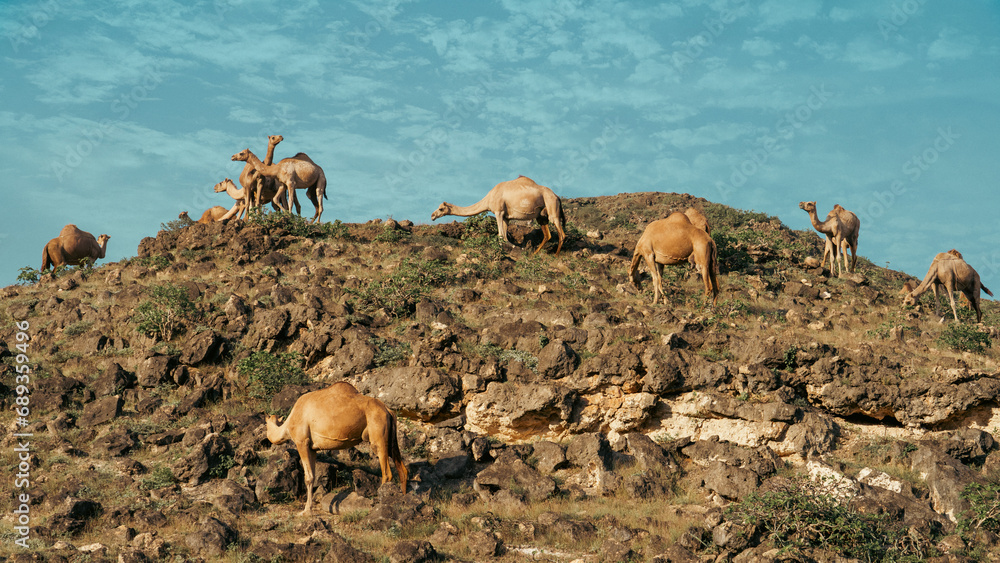 In Salalah, located in the enchanting Dhofar region of Oman, the presence of camels roaming freely contributes to the region's distinctive charm In Salalah, located in the enchanting Dhofar region of Oman, the presence of camels roaming freely contributes to the region's distinctive charm