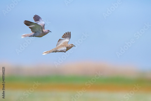 Eurasian collared dove(Streptopelia decaocto) in flight with sky and vegetation in the background.