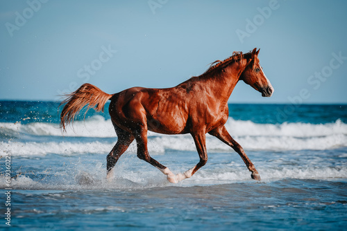 A chestnut Berber stallion trotting between waves in the sea of Djerba, Tunesia