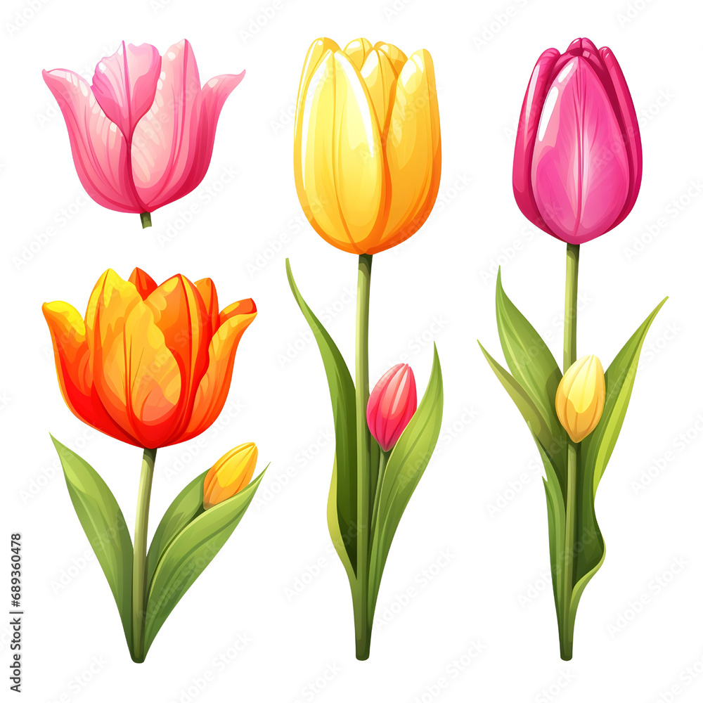 Fototapeta premium Colorful tulips set on white,