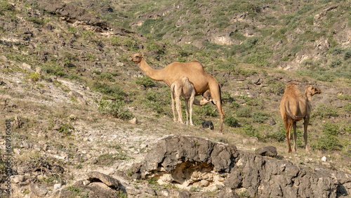 In Salalah, located in the enchanting Dhofar region of Oman, the presence of camels roaming freely contributes to the region's distinctive charm
