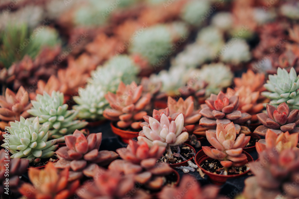 Closeup of Assorted Potted Succulents Natural Background Closeup of Assorted Potted Succulents Natural Background