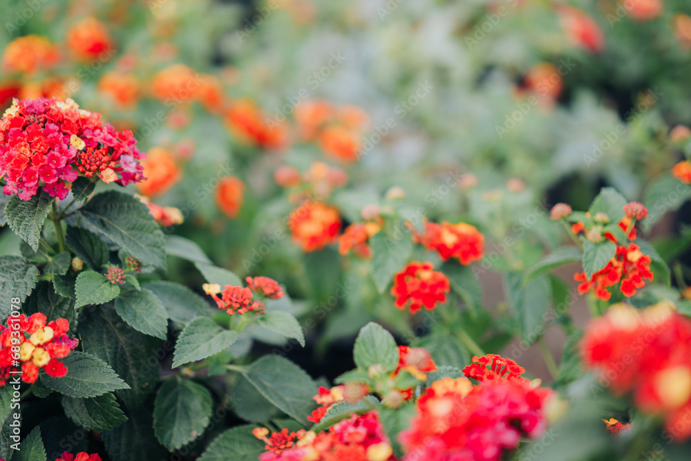 Selective Focus of Colorful Blooming Lantana Camara Natural Textured Background