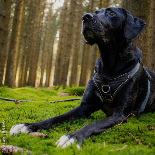 Dog in forest