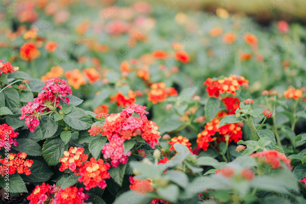 Spring Blooming Lantana Camara Natural Textured Background