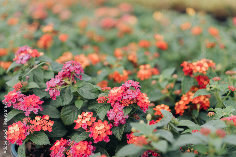 Colorful Blooming Lantana Camara Natural Textured Background