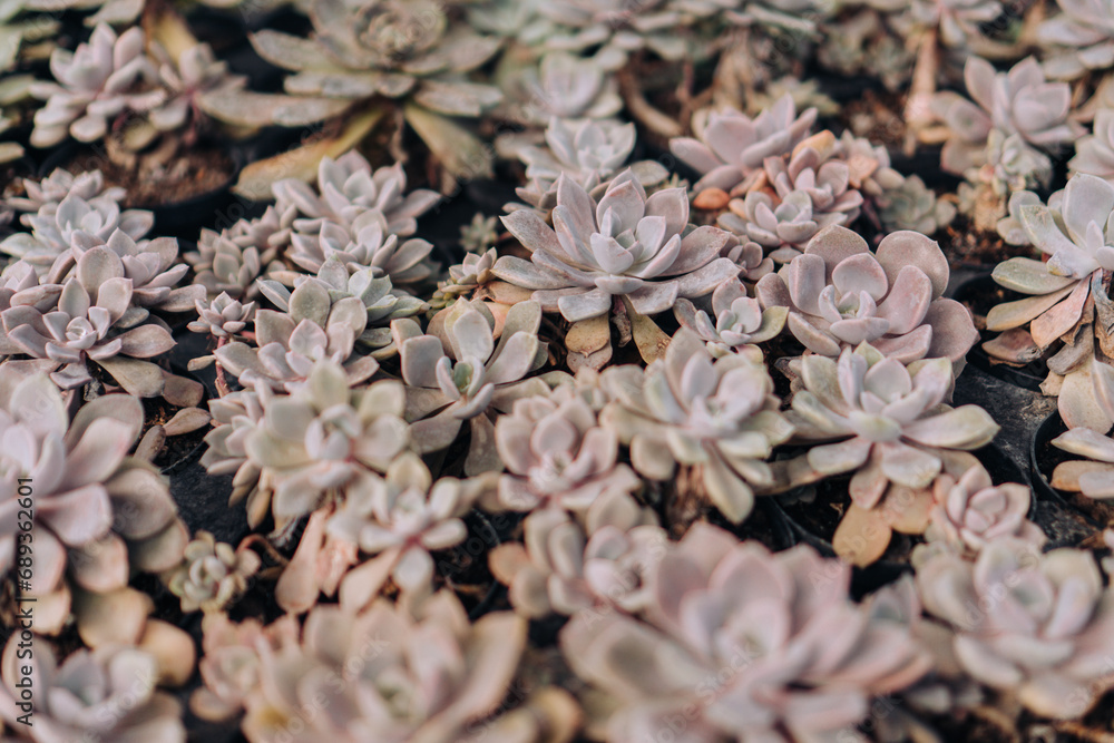 Pastel Colored Succulent Plants on Nursery Pots Ready to be Sold Pastel Colored Succulent Plants on Nursery Pots Ready to be Sold
