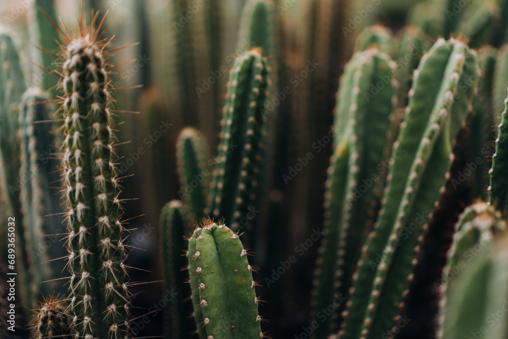 Moody Natural Background of Thorny Green Cacti Moody Natural Background of Thorny Green Cacti