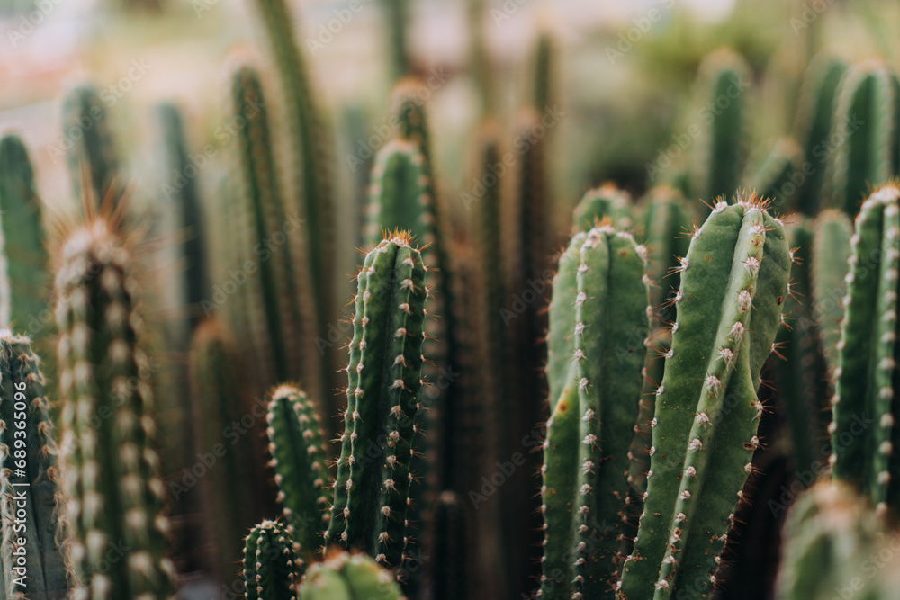 Moody Natural Background of Thorny Green Cacti Moody Natural Background of Thorny Green Cacti