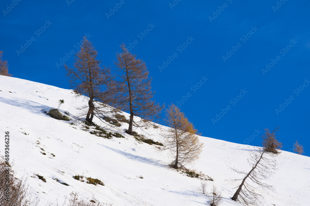 Snowy mountain slope with larches