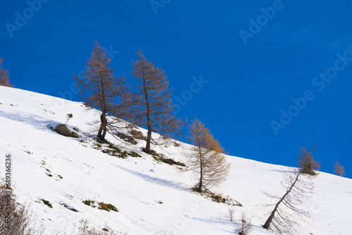 Snowy mountain slope with larches © travel nature