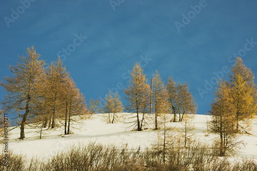 Coniferous trees in autumn-winter. Ecological tourism by nature. 