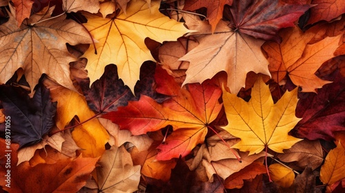 autumn leaves lying on the floor  nature photography  high quality  copy space  16 9
