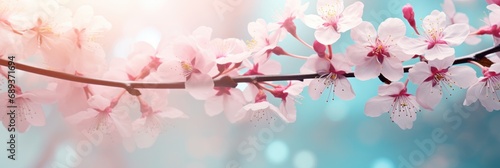 pink cherry blossoms flower on a bright background,