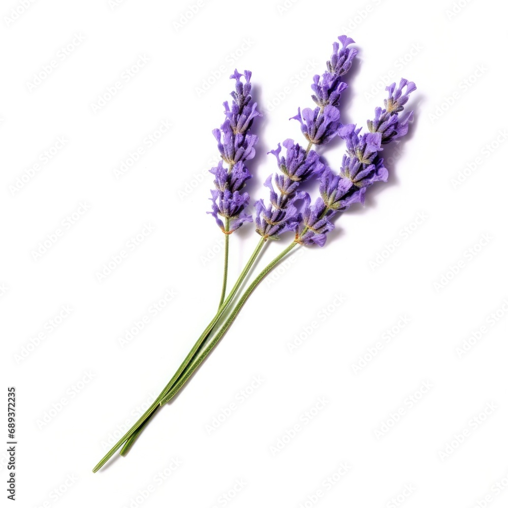 Fototapeta premium single lavender flower isolated on white