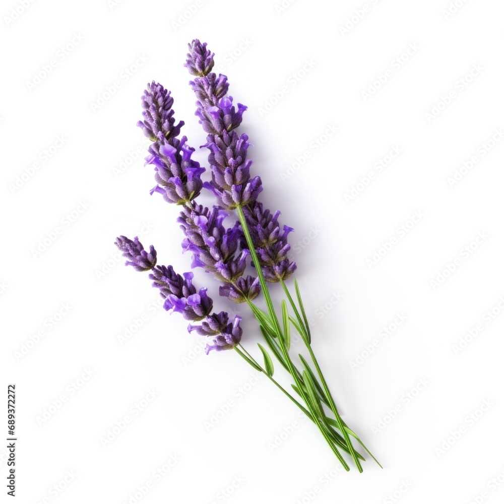 Naklejka premium single lavender flower isolated on white