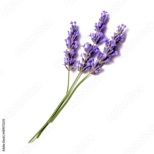 single lavender flower isolated on white