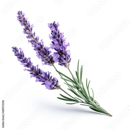 single lavender flower isolated on white