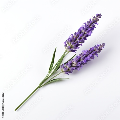 single lavender flower isolated on white