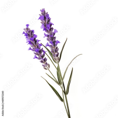 single lavender flower isolated on white