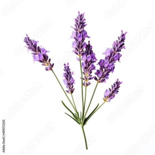 single lavender flower isolated on white